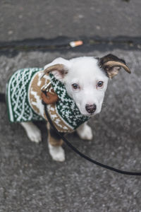 High angle portrait of dog standing on street