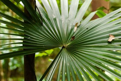 Close-up of palm tree leaves