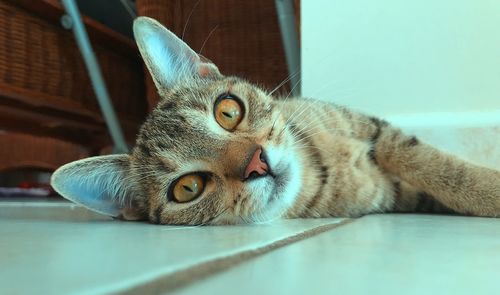 Close-up portrait of a cat