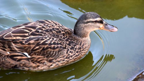 Close-up of duck swimming in lake