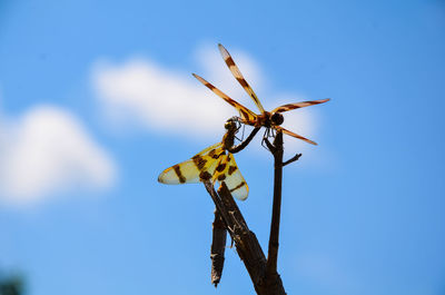 Low angle view of insect on plant against blue sky
