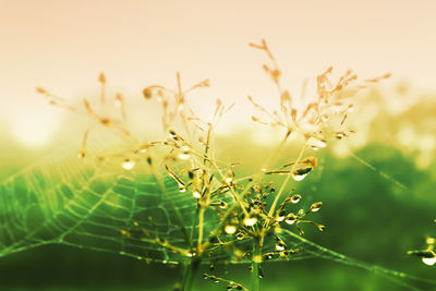 Close-up of fresh plant