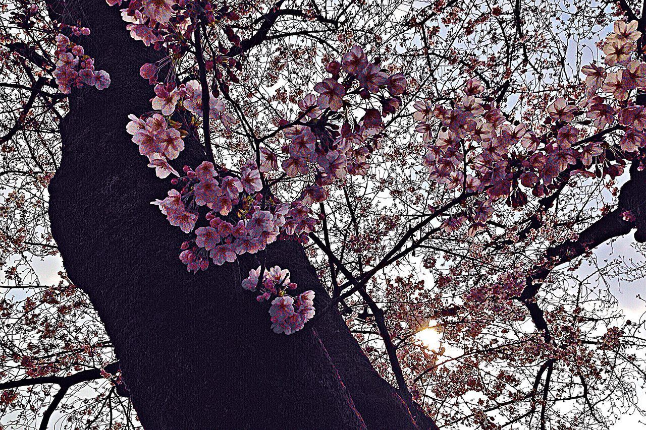 LOW ANGLE VIEW OF PINK CHERRY BLOSSOM TREE