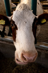 High angle view of cow in pen