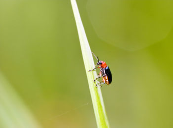 Close-up of ladybug on leaf