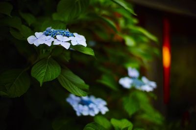 Close-up of white flowers blooming outdoors