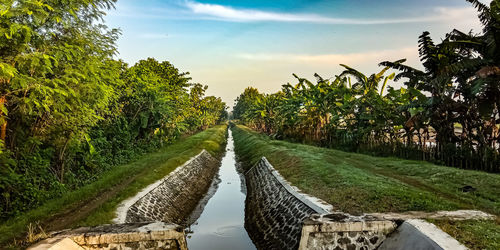 Panoramic view of palm trees on landscape against sky