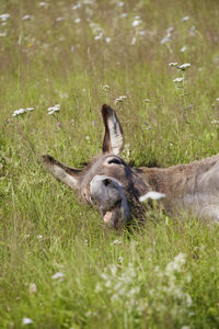 Donkey lying on meadow, varmland, sweden