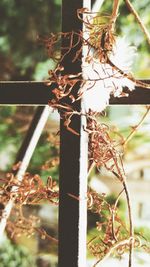 Close-up of lizard on tree