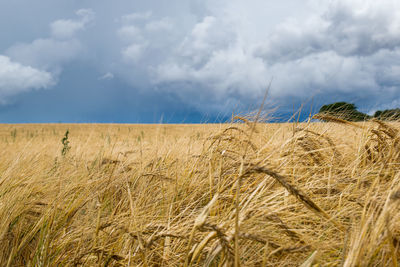 Scenic view of wheat field against sky