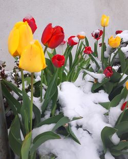 Close-up of red flowers