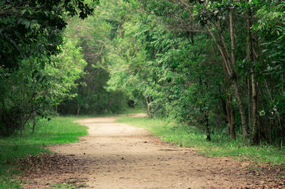 Dirt road amidst trees in forest