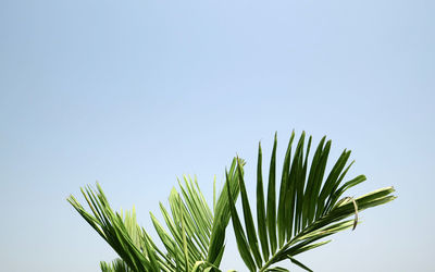 Low angle view of palm tree against clear sky