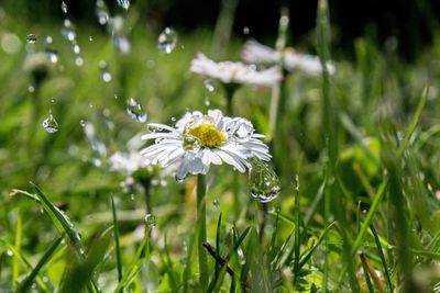 Close-up of white flowers