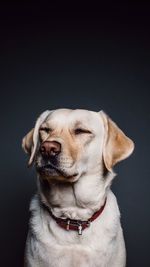 Close-up of dog with eyes closed against gray background