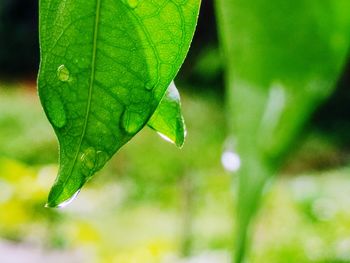 Close-up of wet plant leaves