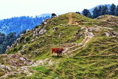 View of a cow on mountain
