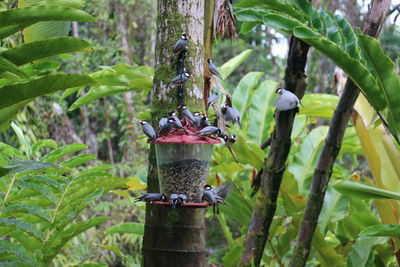 Birds perching on feeder against trees