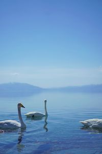 Swans swimming in sea against blue sky