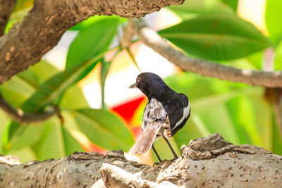 Close-up of bird perching on branch