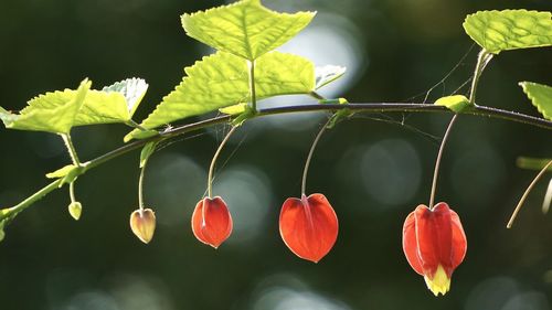 Close-up of red berries on plant