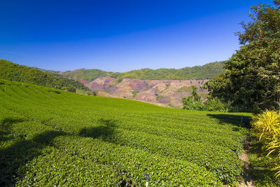 Scenic view of agricultural field against sky