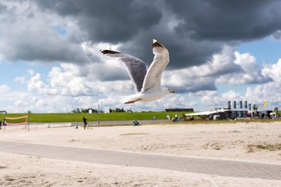 Birds flying against sky