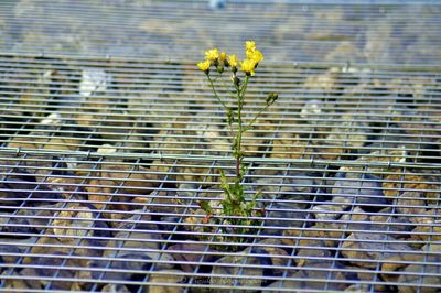 Plant growing on the ground