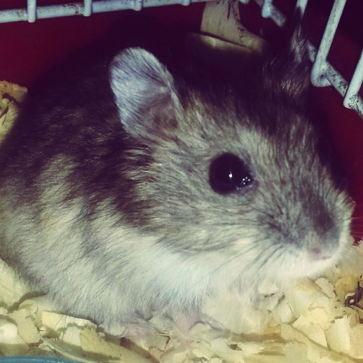 CLOSE-UP OF RABBIT IN BLANKET