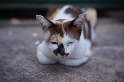 Close-up portrait of a cat