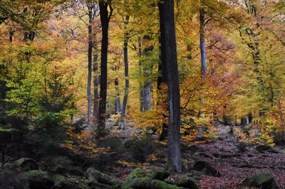 Trees in forest during autumn