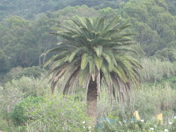 Palm trees against sky