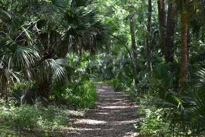 Narrow pathway along trees in forest