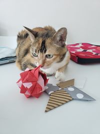 Close-up of a cat looking away