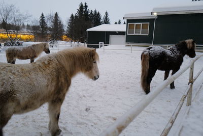 Horse standing on snow