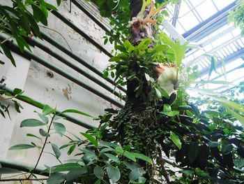 Low angle view of lizard on tree