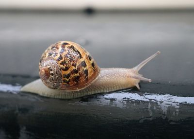 Close-up of snail