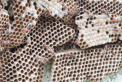 Close-up of bee on stone wall