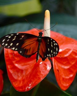 Close-up of butterfly pollinating flower