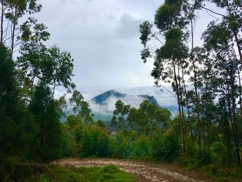 Scenic view of forest against sky