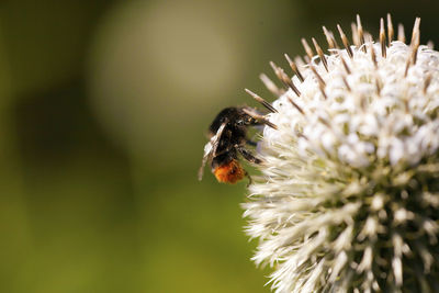 Close-up of honey bee on white flower