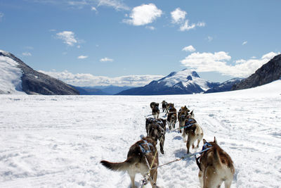 Dogsledding on snowy field against sky at glacier bay national park