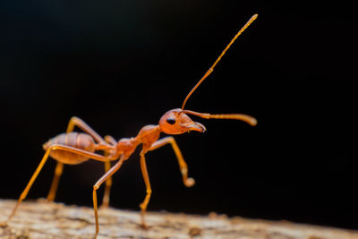 Close-up of insect