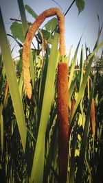 Close-up of plants growing in field