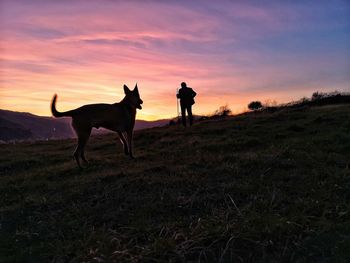 Dogs standing on field during sunset