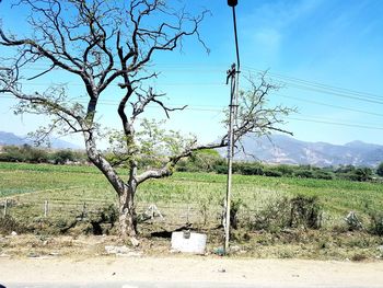 Close-up of tree against clear sky