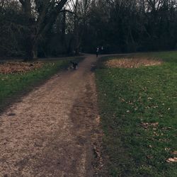 Road passing through forest