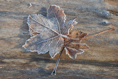 Close-up of dry leaves on wood