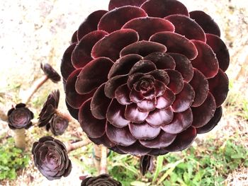 Close-up of plant against blurred background