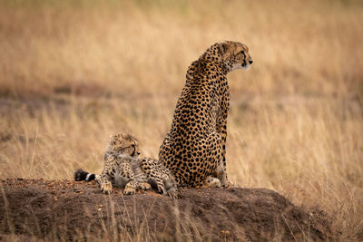 Cheetah on land